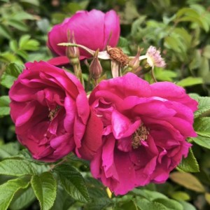 Raukšlėtalapė rožė / Rosa rugosa EMOTION