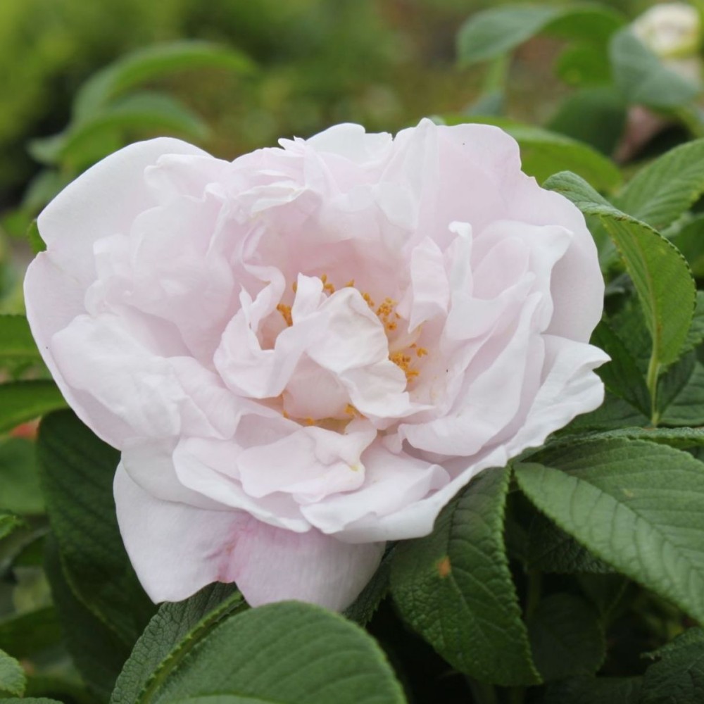 Raukšlėtalapė rožė / Rosa SCHNEEKOPPE