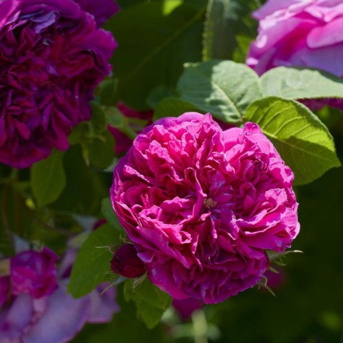 Remontantinė rožė / Rosa SOUVENIR D'ALPHONSE LAVALLÉE