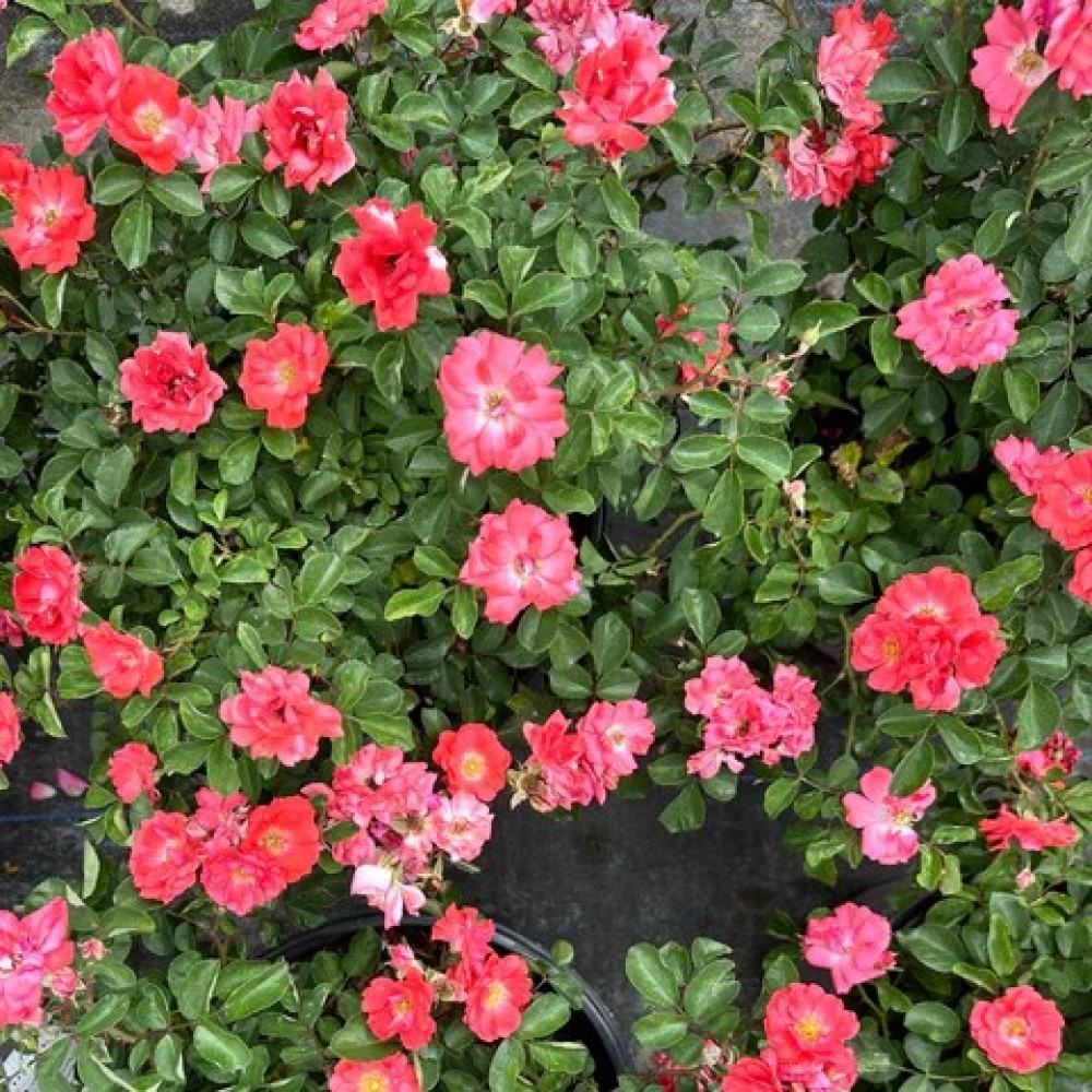 Besidriekianti rožė / Rosa CORAL DRIFT®