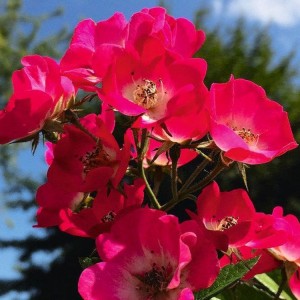 Miniatiūrinė rožė / Rosa 'ROSY BOOM MINI'