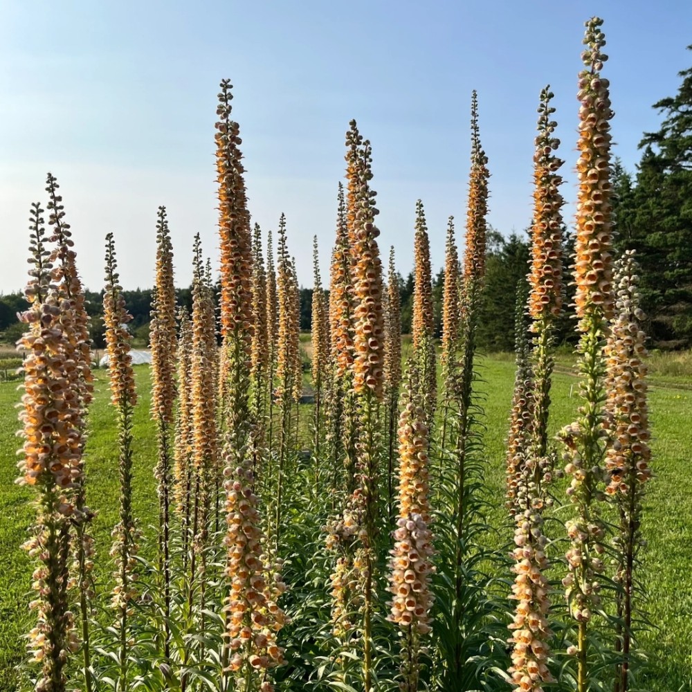 Digitalis / Rusmenė GIGANTEA