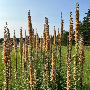 Digitalis / Rusmenė GIGANTEA