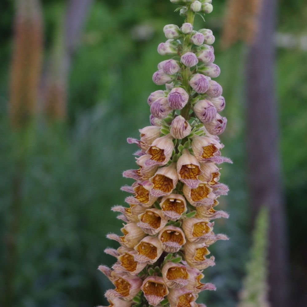 Digitalis / Rusmenė GIGANTEA