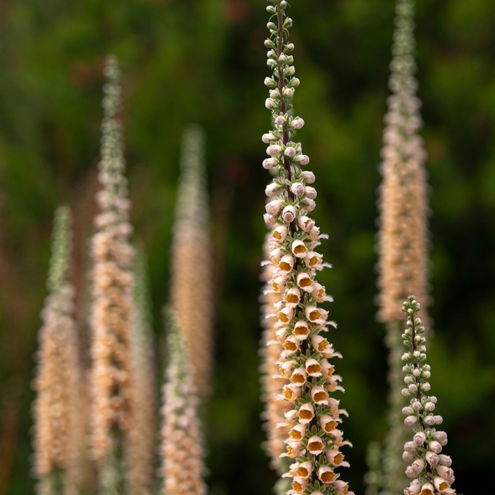 Digitalis / Rusmenė GIGANTEA