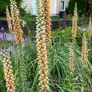 Digitalis / Rusmenė GIGANTEA