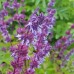 Salvia verticillata / Mentūrinis šalavijas HANNAYS BLUE
