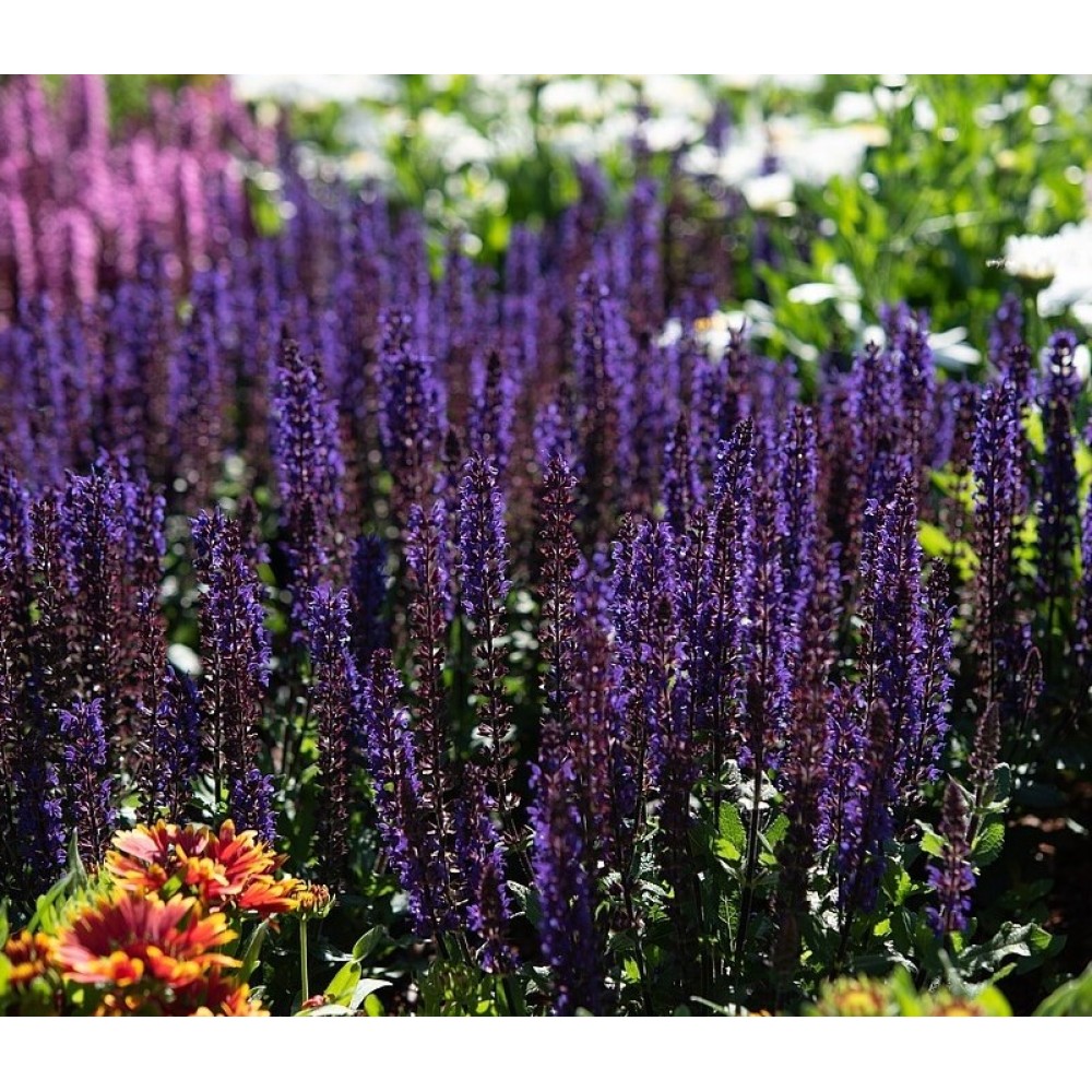 Salvia / Šalavijas MIDNIGHT PURPLE