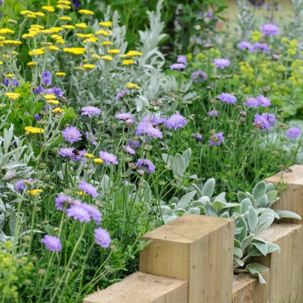 Scabiosa / Žvaigždūnė PERFECTA MID BLUE