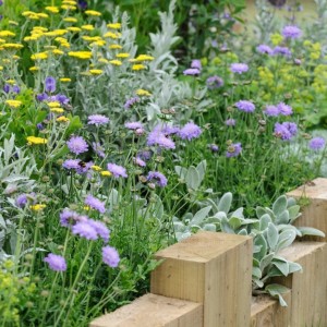 Scabiosa / Žvaigždūnė PERFECTA MID BLUE