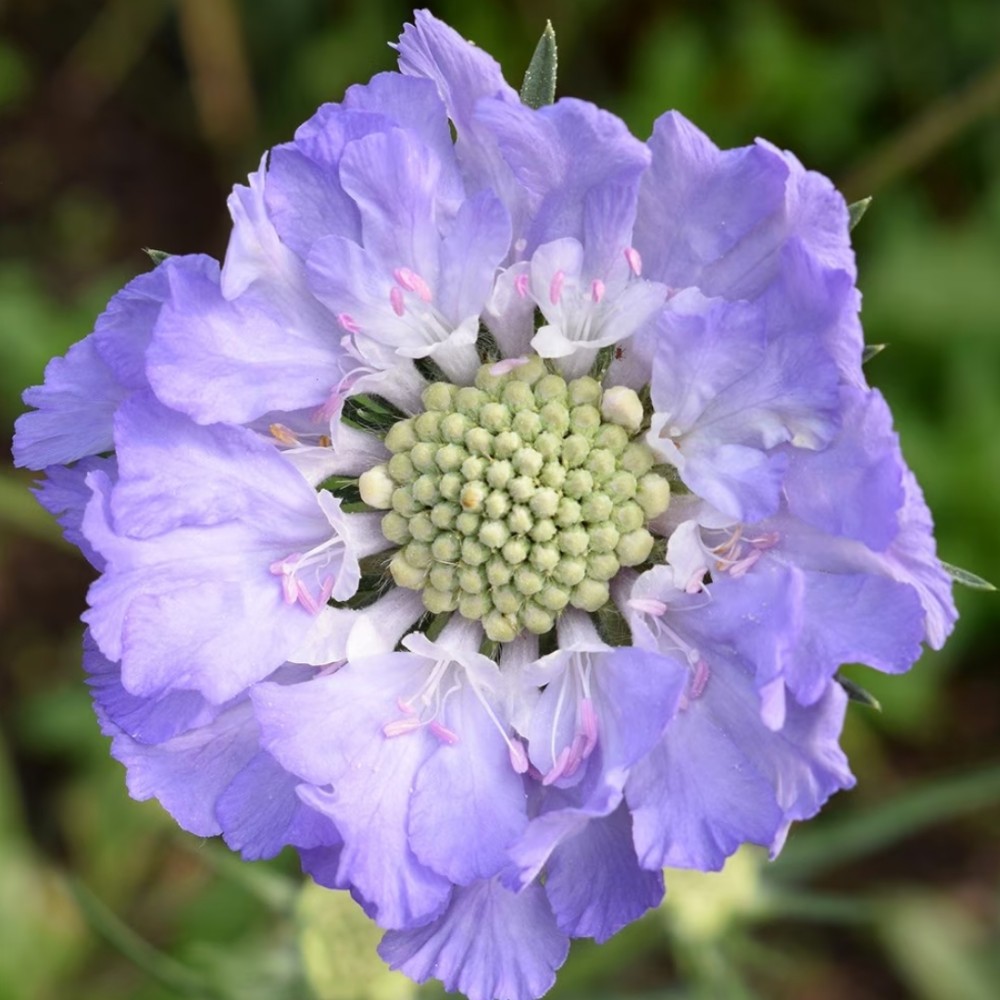 Scabiosa / Žvaigždūnė PERFECTA MID BLUE