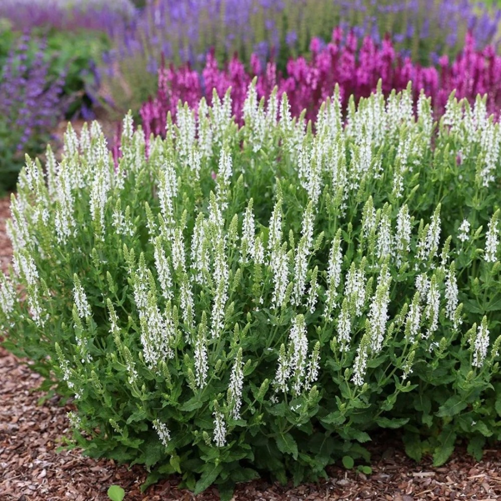 Salvia / Šalavijas SCHNEEHUGEL