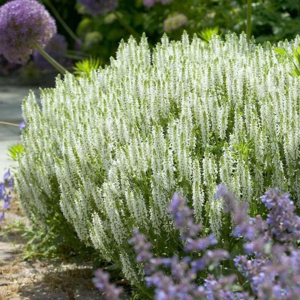 Salvia / Šalavijas SCHNEEHUGEL