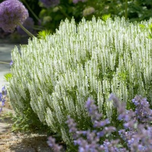 Salvia / Šalavijas SCHNEEHUGEL