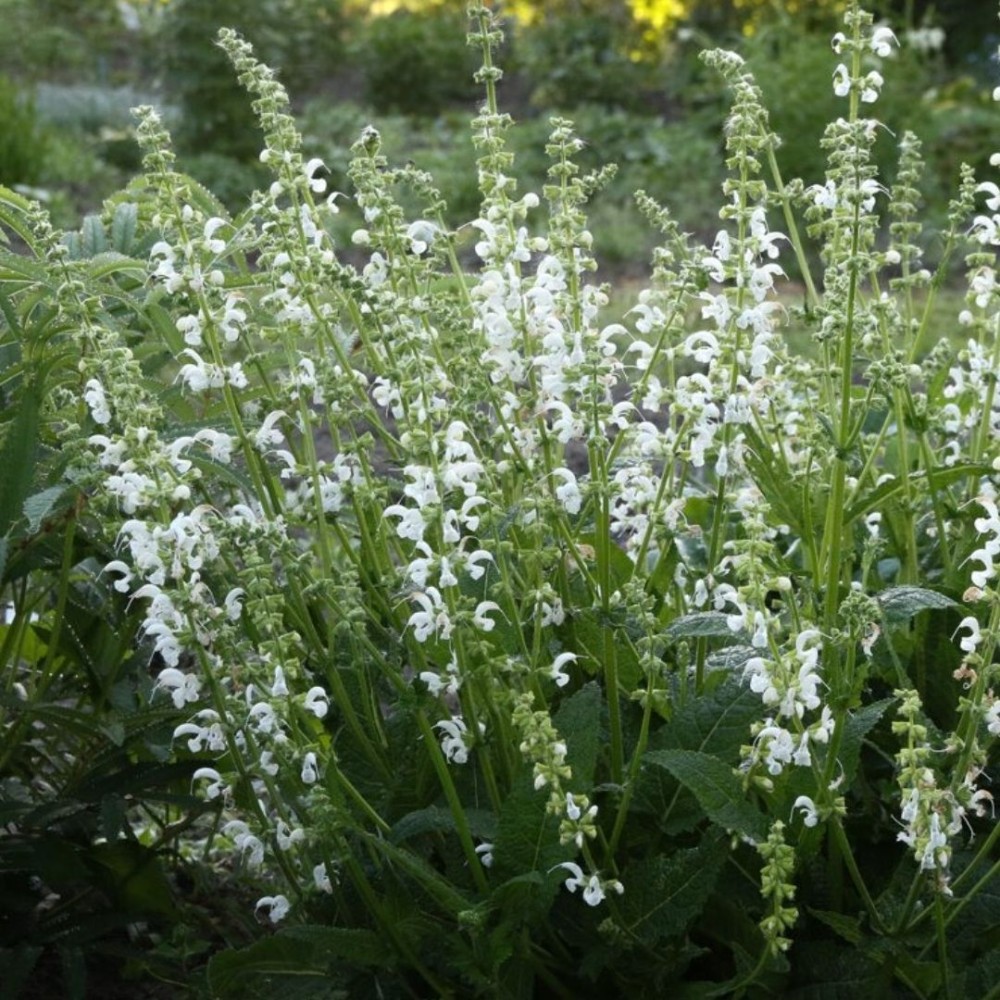 Salvia / Šalavijas SWAN LAKE