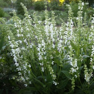Salvia / Šalavijas SWAN LAKE