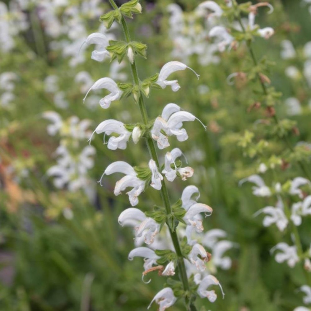 Salvia / Šalavijas SWAN LAKE