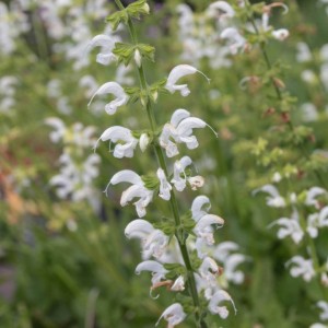 Salvia / Šalavijas SWAN LAKE