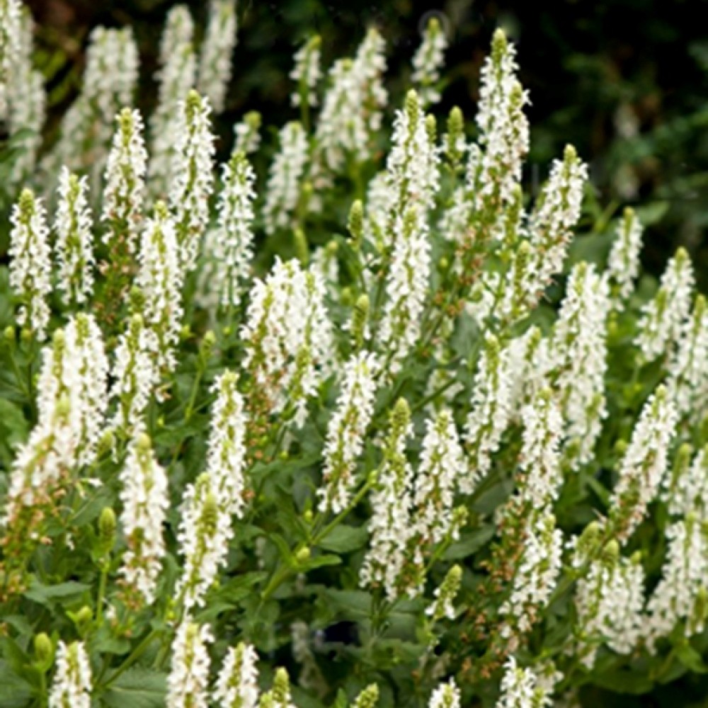 Salvia / Šalavijas SALUTE WHITE