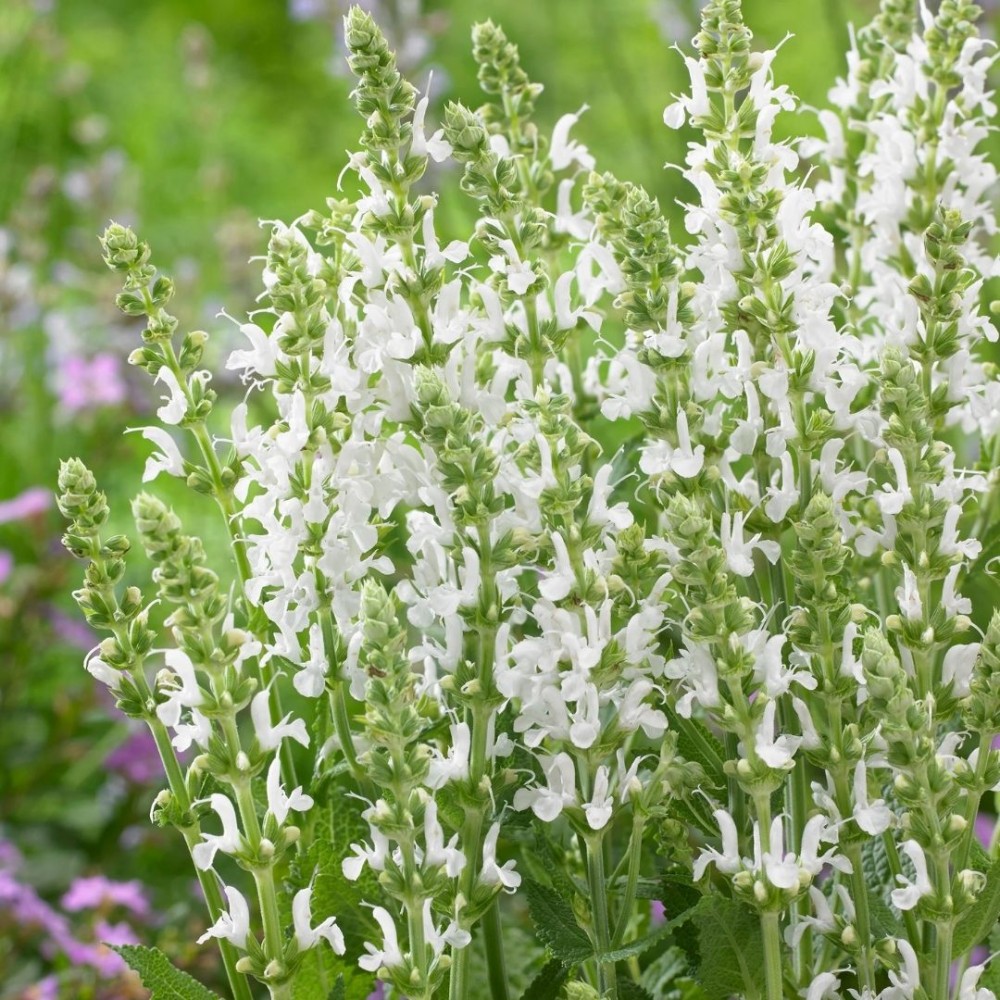 Salvia / Šalavijas SCHNEEHUGEL