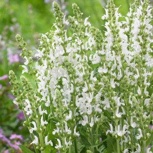 Salvia / Šalavijas SCHNEEHUGEL