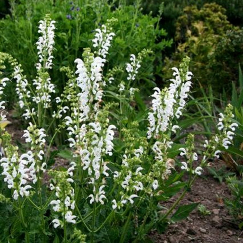 Salvia / Šalavijas SWAN LAKE