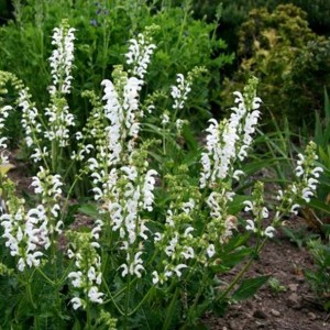 Salvia / Šalavijas SWAN LAKE