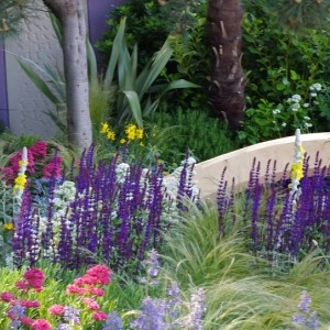 Salvia / Šalavijas CARADONNA