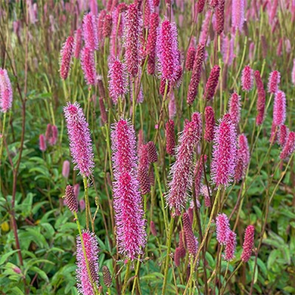 Sanguisorba / Kraujalakė BLACKTHORN
