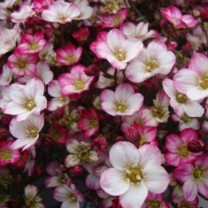 Saxifraga / Uolaskėlė EARLY PICOTEE
