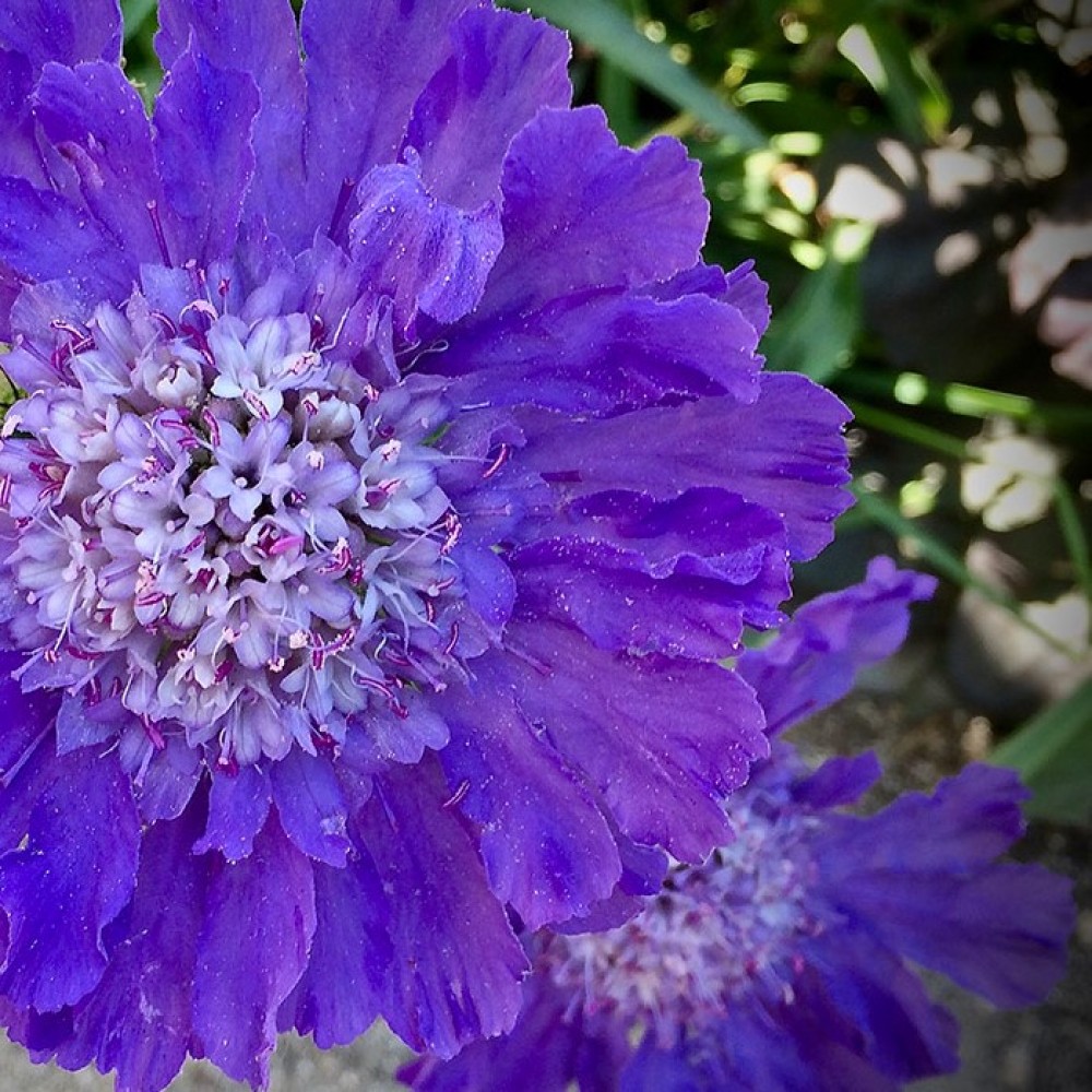 Scabiosa caucasica  / Žvaigždūnė FAMA 
