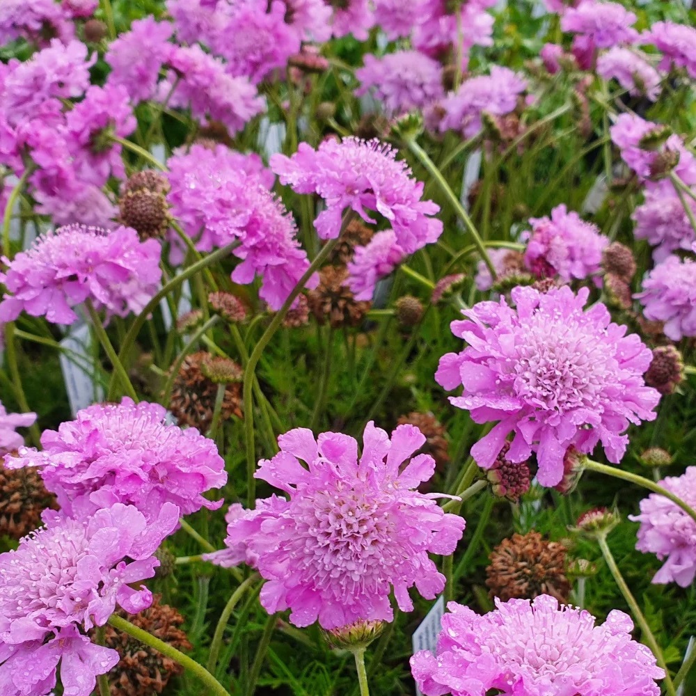 Scabiosa / Žvaigždūnė PINK MIST