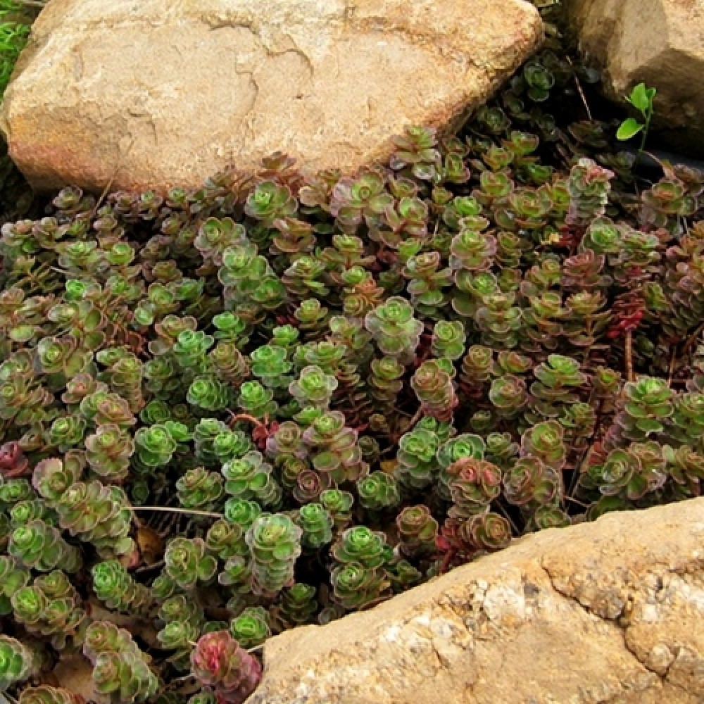 Sedum / Šilokas SCHORBUSER BLUT / DRAGON BLOOD