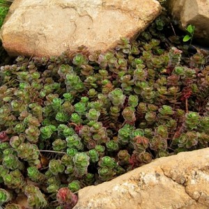 Sedum / Šilokas SCHORBUSER BLUT / DRAGON BLOOD