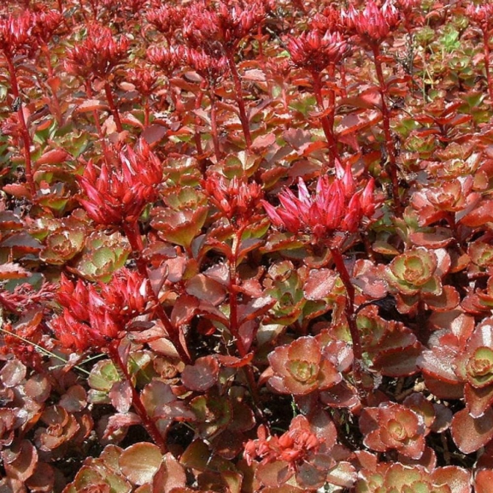 Sedum / Šilokas SCHORBUSER BLUT / DRAGON BLOOD