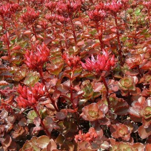 Sedum / Šilokas SCHORBUSER BLUT / DRAGON BLOOD