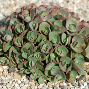 Sedum / Šilokas LIME ZINGER