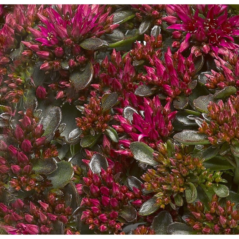 Sedum / Šilokas DEEP ROSE