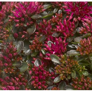 Sedum / Šilokas DEEP ROSE