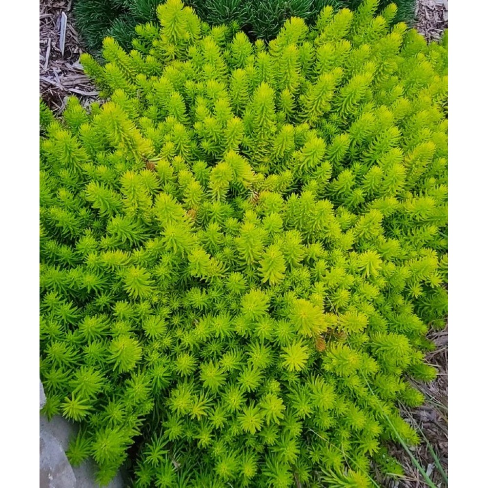 Sedum rupestre / Šilokas ANGELINA