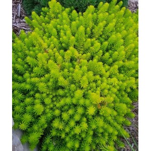 Sedum rupestre / Šilokas ANGELINA