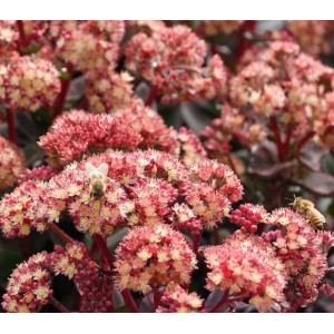 Sedum / Šilokas CONGA LINE