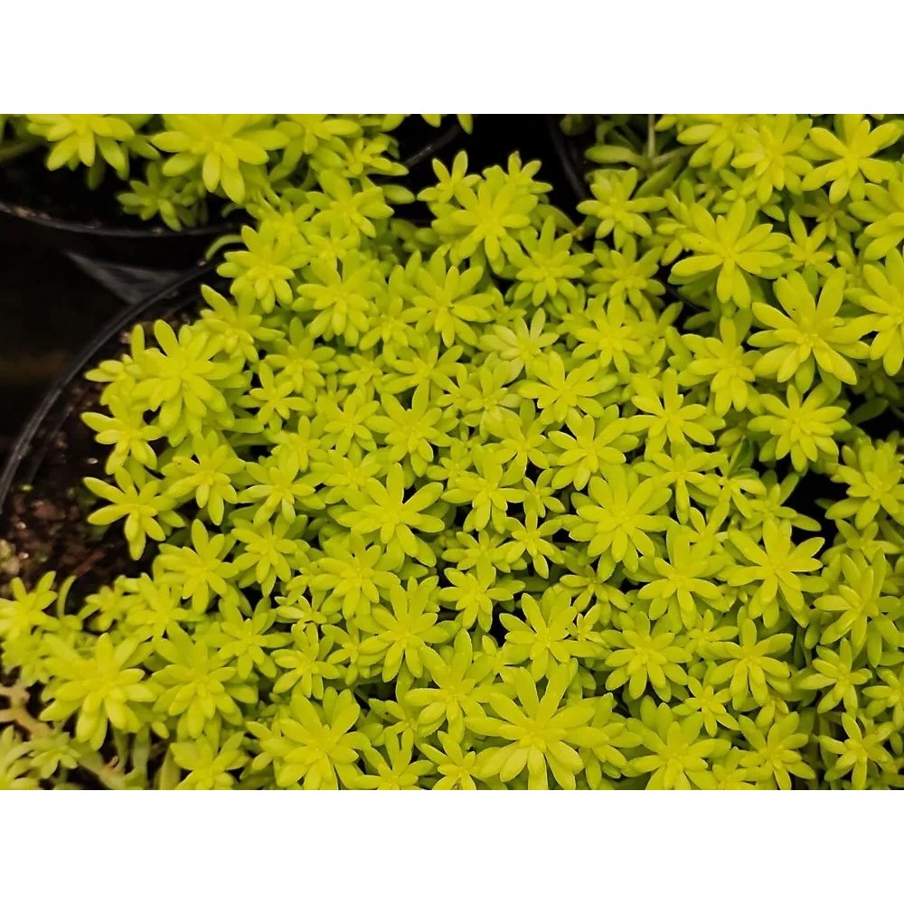 Sedum / Šilokas TOKYO SUN