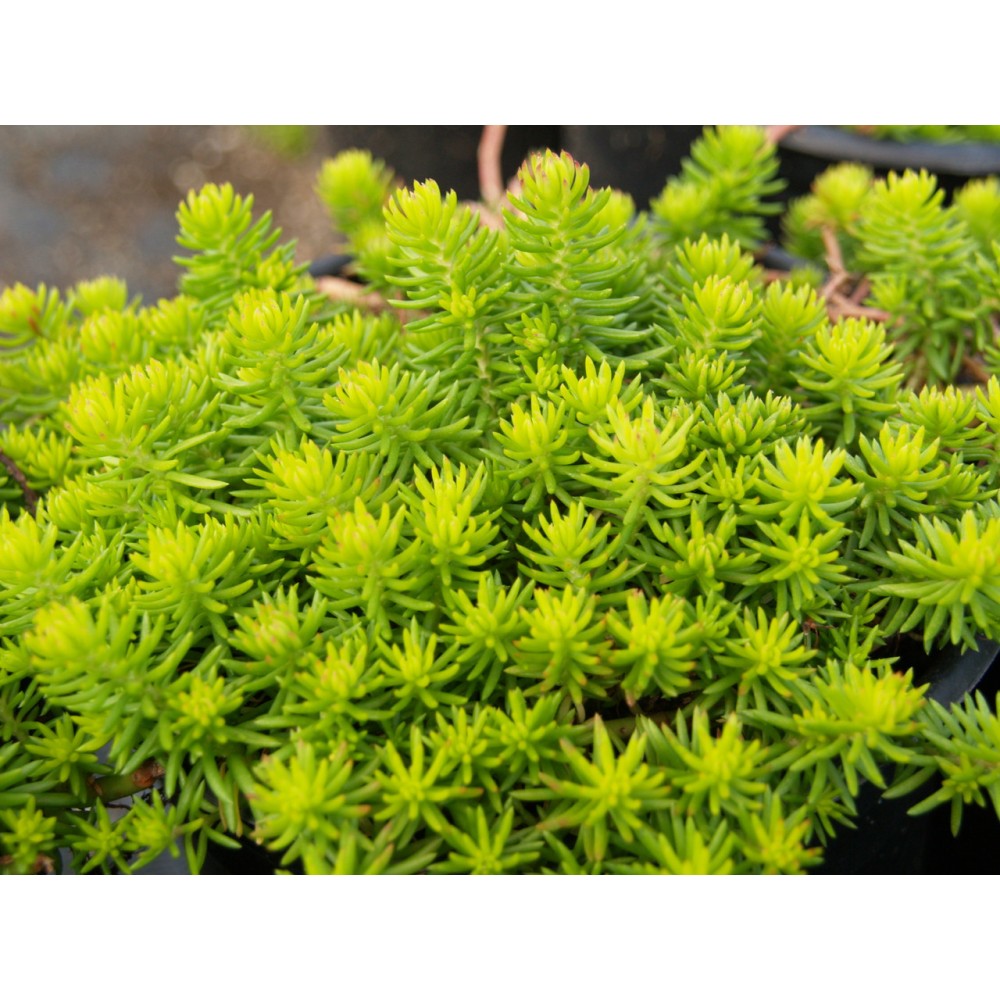 Sedum rupestre / Šilokas ANGELINA