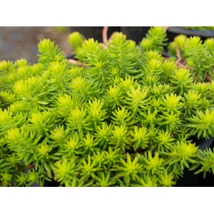 Sedum rupestre / Šilokas ANGELINA