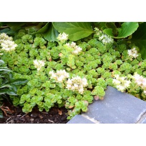 Sedum / Šilokas ALBUM