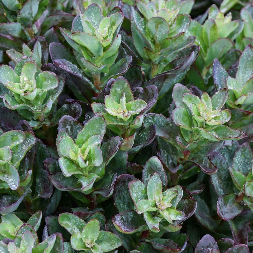 Sedum / Šilokas CONGA LINE