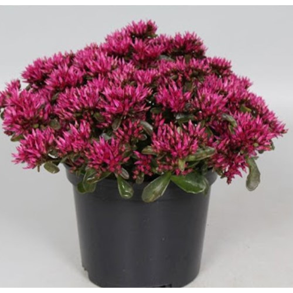 Sedum / Šilokas DEEP ROSE