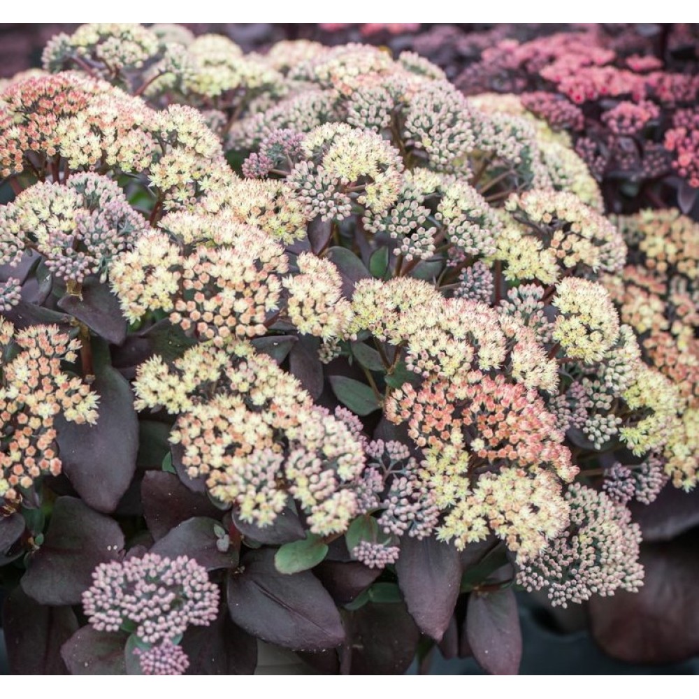 Sedum / Šilokas GLOBE YELLOW