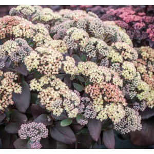 Sedum / Šilokas GLOBE YELLOW